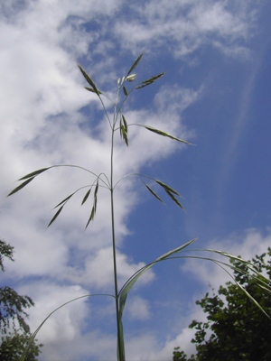 Bromus sitchensis, Zwevegem, by former railway track, June 2012, F. Verloove