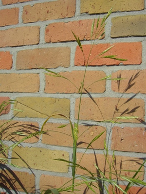 Bromus sitchensis, Gent (Muide), foot of wall, May 2012, F. Verloove