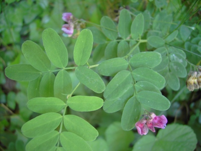 Lathyrus niger, Jette, under canopy, May 2012, F. Verloove