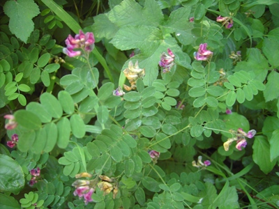 Lathyrus niger, Jette, under canopy, May 2012, F. Verloove