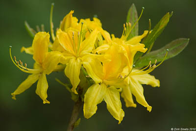 Rhododendron luteum, Diepenbeek, Nietelbroeken, 05.2010, D. Smets.