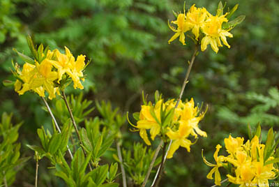 Rhododendron luteum, Diepenbeek, Nietelbroeken, 05.2010, D. Smets.