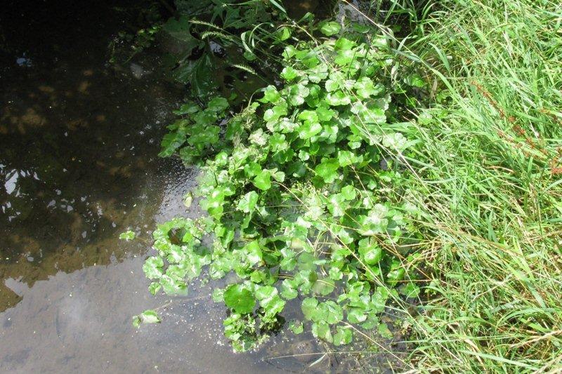 Hydrocotyle ranunculoides, Heverlee (abbey of Park), July 2010, E. Molenaar