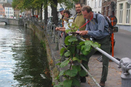 Actinidia deliciosa, Brugge (Langerei), old quay wall of city canal, September 2007, E. Molenaar.