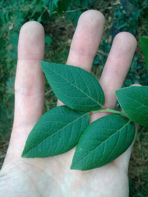 Vaccinium corymbosum, Meeuwen-Gruitrode, De Oudsberg, 10.2010, G. Bonhomme. 