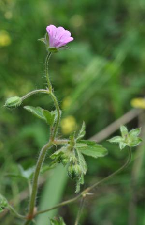 Geranium divaricatum, Port of Gent, grain dump, August 2011, W. Van Landuyt