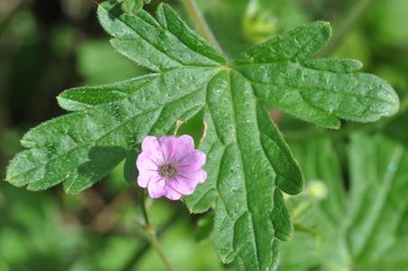 Geranium divaricatum, Port of Gent, grain dump, August 2011, W. Van Landuyt