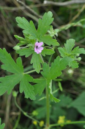 Geranium divaricatum, Port of Gent, grain dump, August 2011, W. Van Landuyt