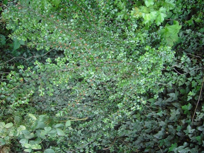 3788 Cotoneaster hjelmqvistii, Tielt, epiphyte in pollard willow, May 2011, F. Verloove 