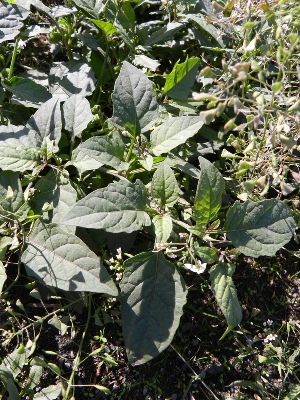 Solanum ptychanthum, Gent, port area, Farmanstraat, by railway track, September 2012, R. Barendse