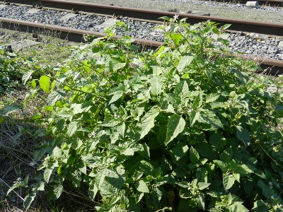 Solanum ptychanthum, Gent, port area, Farmanstraat, by railway track, September 2012, R. Barendse