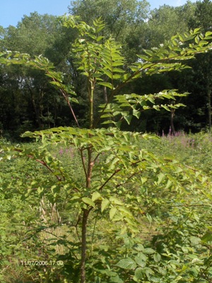 Aralia elata, Oostkamp (Waardamme), Rooigemveld, clearing in woodland, July 2006, L. Martens (Esher).