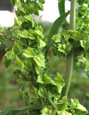 Rumex stenophyllus, Port of Antwerpen, Amerikadok, unloading quay for cereals, September 2007, R. Barendse.