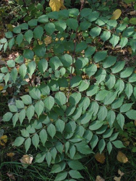 Aralia elata, Balen, October 2007, R. Barendse