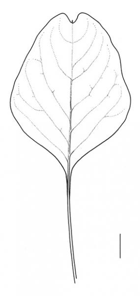 Amaranthus blitum; leaf