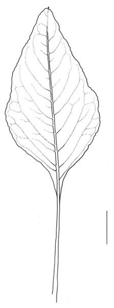 Amaranthus deflexus; leaf