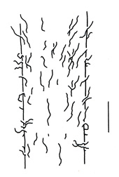 Amaranthus hybridus subsp. hybridus; stem