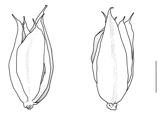 Amaranthus hybridus subsp. quitensis