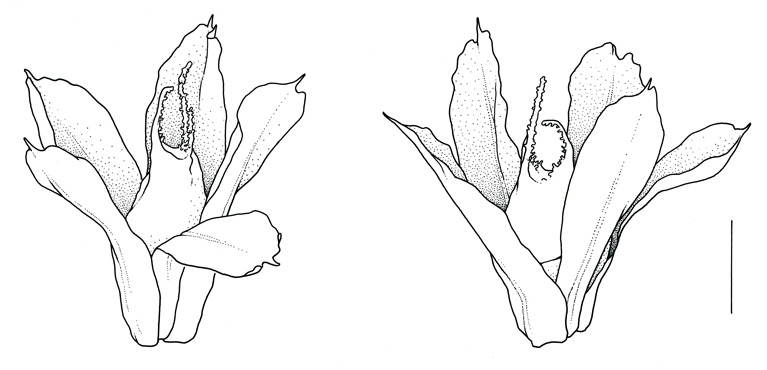 Amaranthus retroflexus
