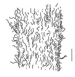 Amaranthus retroflexus; stem