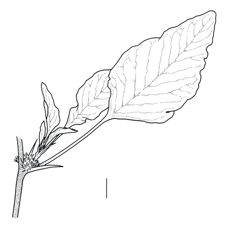 Amaranthus spinosus; Drawing S.Bellanger