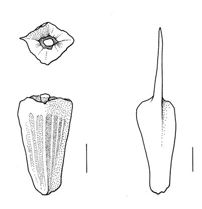 Cota altissima, achenes and scale