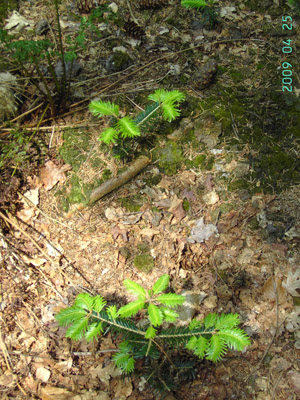 Abies alba, Zedelgem, Merkenveld, woodland, self-sown, April 2009, F. Verloove. 