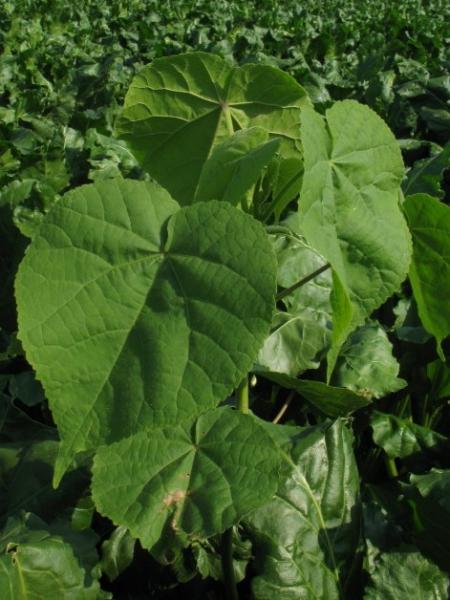 Abutilon theophrasti, Maaseik, beet field, August 2011, R. Barendse