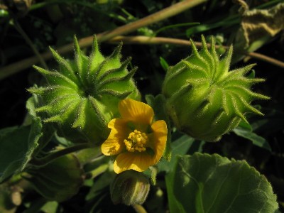 Abutilon theophrasti, Maaseik, beet field, August 2011, R. Barendse