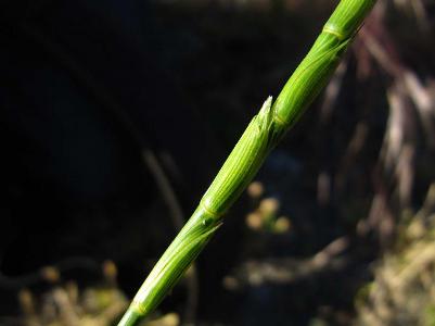 Aegilops cylindrica, Port of Gent, Sifferdok, roadside near grain mill, May  2011, I. Jacobs