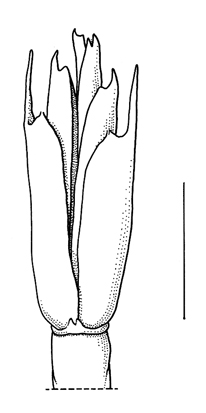 Aegilops cylindrica, spikelet - Drawing S.Bellanger