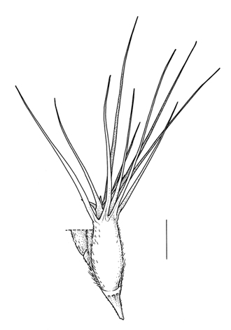 Aegilops geniculata, spikelet - Drawing S.Bellanger