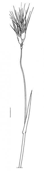 Aegilops geniculata, inflorescence - Drawing S.Bellanger