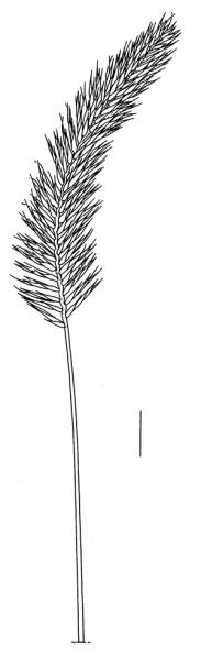 Agropyron cristatum; Drawing S.Bellanger