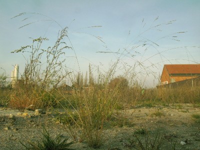 Agrostis scabra, Balen (Mol), sandy demolition site, November 2011, R. Barendse