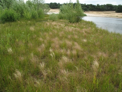 Agrostis scabra, Lommel (Sahara), sand pit, July 2008, R. Barendse