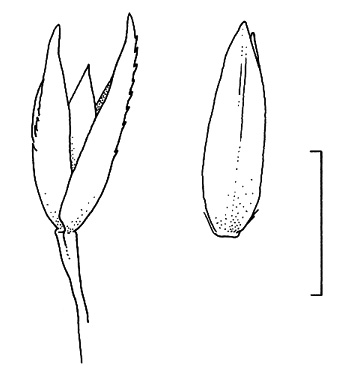 Agrostis scabra, spikelet and floret