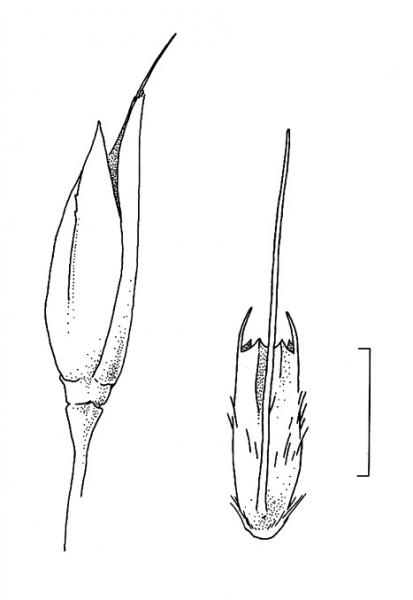 Agrostis x fouilladeana, spikelet and floret