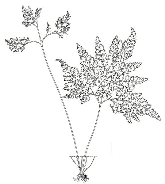 Anogramma chaerophylla 