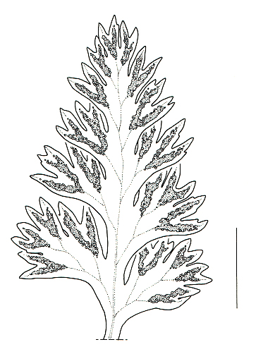 Anogramma chaerophylla sori, drawing by Sven Bellanger