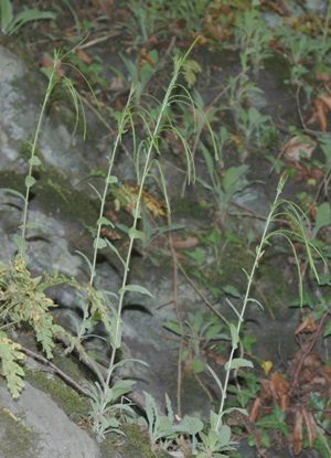 Pseudoturritis turrita, Landelies, near quarry, 2005, P. Degroote.