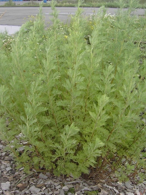 Artemisia abrotanum  Manual of the Alien Plants of Belgium