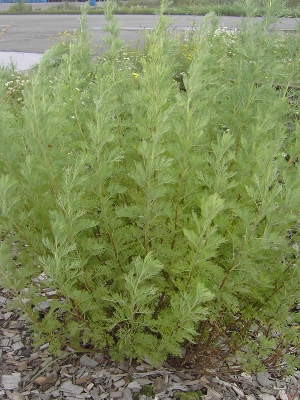 Artemisia abrotanum, Gent, port area, by railway track near grain storage, August 2011, F. Verloove