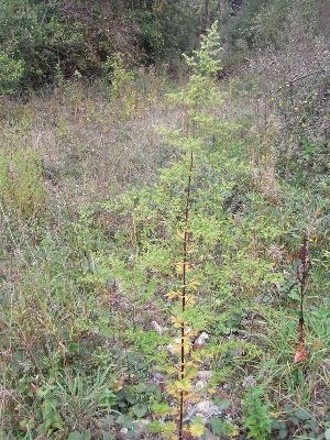 Artemisia annua, Anderlecht, rough ground, September 2009, A. Doornaert