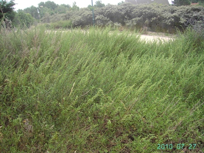 Artemisia campestris subsp. maritima, De Panne, Westhoek, coastal dunes, ± ruderalised, July 2010, F. Verloove