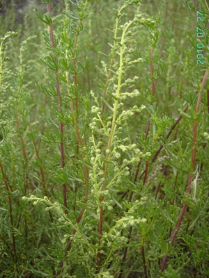 Artemisia campestris subsp. maritima, De Panne, Westhoek, coastal dunes, ± ruderalised, July 2010, F. Verloove