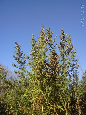 Artemisia dracunculus, Westende, roadside in coastal dunes, October 2010, F. Verloove