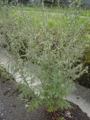 Artemisia sieversiana, Gent, port area, roadside, June and August 2011, F. Verloove