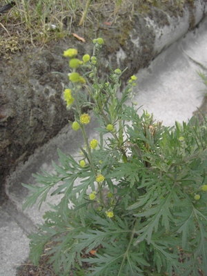 Artemisia sieversiana, Gent, port area, roadside, June and August 2011, F. Verloove