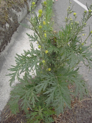Artemisia sieversiana, Gent, port area, roadside, June and August 2011, F. Verloove
